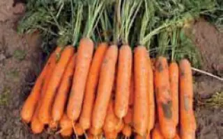 Стенфорд РЦ F1 /Stanford RZ F1