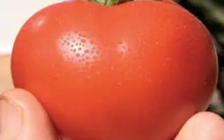 Айвенго РЦ F1 / Ivanhoe RZ F1