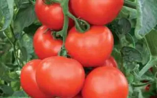 Абелус РЦ F1/ Abellus RZ F1