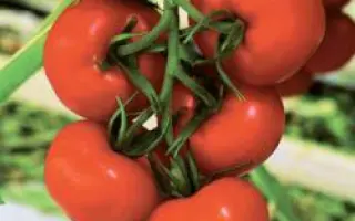 Берил РЦ F1 / Beril RZ F1