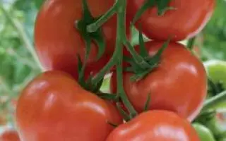 Беллавиза РЦ F1 / Bellavisa RZ F1