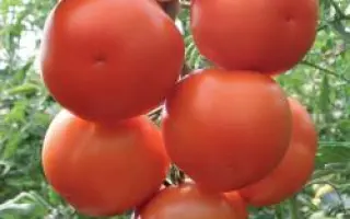 Лилос РЦ F1 / Lilos RZ F1