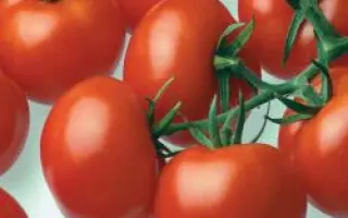 Цедрико РЦ F1 / Cedrico RZ F1