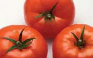 Нергаль РЦ F1 / Nergal RZ F1