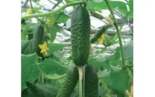 Гравина РЦ F1 / Gravina RZ F1