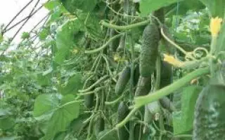 Кибрия РЦ F1 / Kybria RZ F1