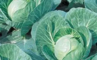 Эрма РЦ F1 / Erma RZ F1