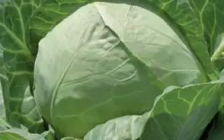 Чесма РЦ F1 / Chessma RZ F1