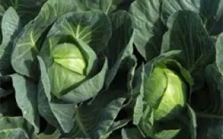 Тафма РЦ F1 / Toughma RZ F1