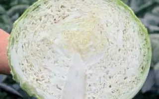 Морама РЦ F1 / Morama RZ F1