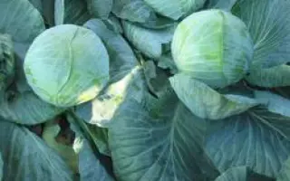 Толсма РЦ F1 / Tolsma RZ F1