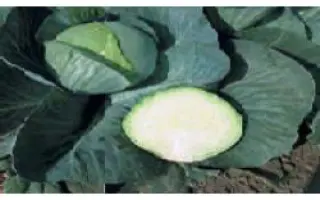 Толсма РЦ F1 / Tolsma RZ F1