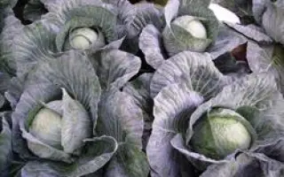 Селма РЦ F1 / Selma RZ F1