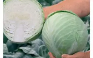 Анкома РЦ F1 / Ancoma RZ F1