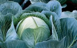 Калорама РЦ F1 / Kalorama RZ F1