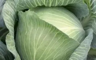 Муксума РЦ F1 / Mucsuma RZ F1