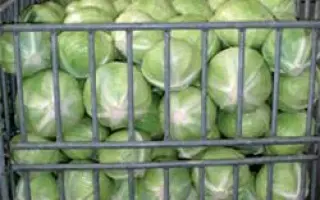 Сторэма РЦ F1 / Storema RZ F1