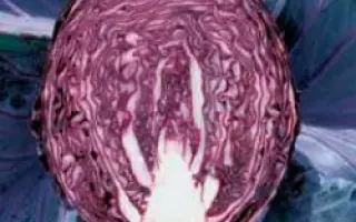 Рэдма РЦ F1 / Redma RZ F1