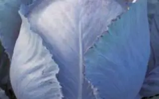 Регума РЦ F1 / Reguma RZ F1