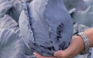 Рэксома РЦ F1 / Rexoma RZ F1