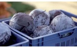 Родима РЦ F1 / Rodima RZ F1