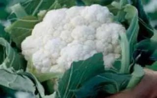 Шамборд РЦ F1 / Chambord RZ F1