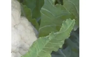 Сантамария РЦ F1 / Cantamaria RZ F1