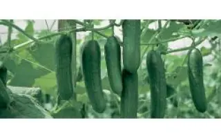 Яни РЦ F1 / Yani RZ F1