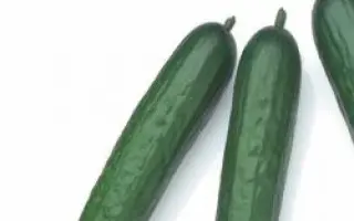 Мертус РЦ F1 / Mertus RZ F1