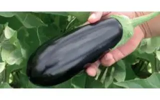 Шарапова РЦ F1 / Sharapova RZ F1