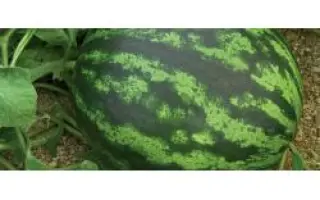 Колумбия РЦ F1 / Columbia RZ F1