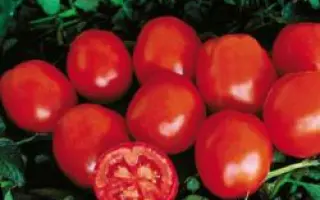 Чикаго F1 / Chicago F1