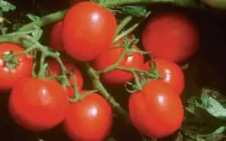 Фортикс F1 / Fortix F1