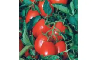 Астерикс F1 / Asterix F1