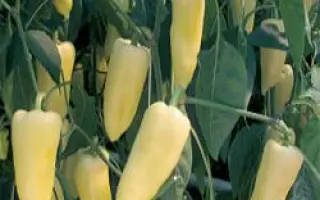 Центури РЦ F1 / Century RZ F1