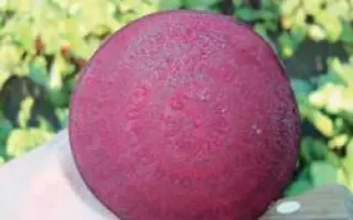 Бэбибит РЦ / Babybeat RZ