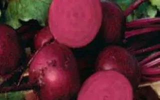 Либеро РЦ / Libero RZ