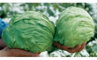 Фортунас РЦ / Fortunas RZ