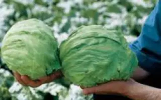 Фиоретт РЦ / Fiorette RZ