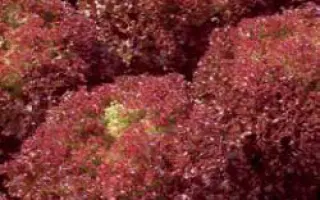 Энтони РЦ / Anthony RZ