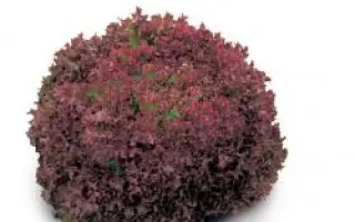 Констанц РЦ / Constance RZ