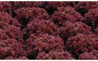 Кармези РЦ / Carmesi RZ