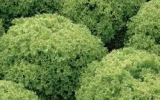 Левистро РЦ / Levistro RZ