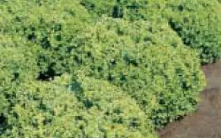 Локарно РЦ / Locarno RZ