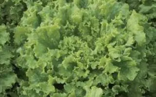 Афицион РЦ / Aficion RZ