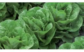 Амадеус РЦ / Amadeus RZ