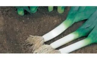 Голиаф РЦ / Goliath RZ