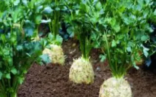 Президент РЦ / President RZ