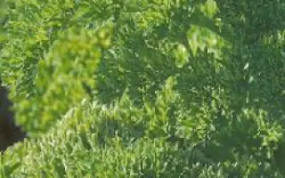 Рина РЦ / Rina RZ