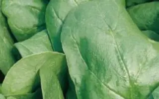 Чита РЦ / Cheetah RZ